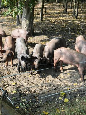 Metzgerei Voß Schweine