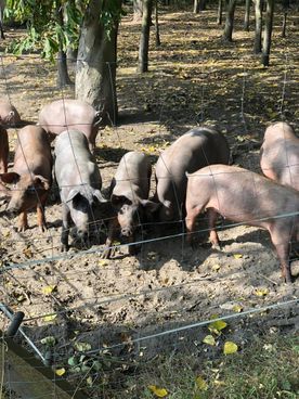 Metzgerei Voß Schweine