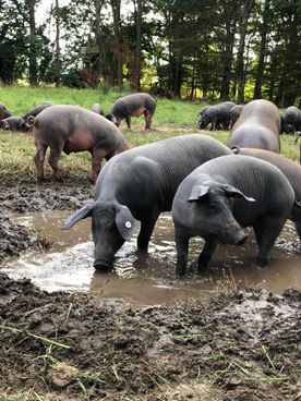 Metzgerei Voß Schweine